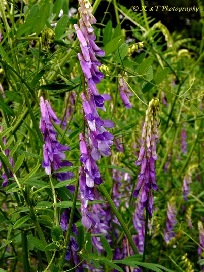 {Vicia villosa}